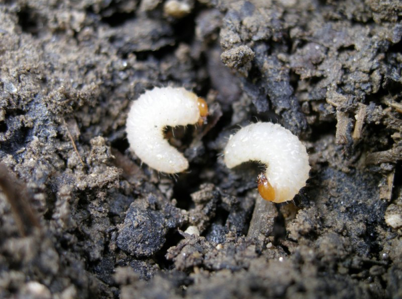 Lalokonosec