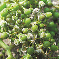 Sporangiofory a sporangia na bobulích