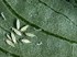 Obrázek z Amblyseius cucumeris 5000 ks / bal., Picture 4