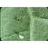 Obrázek z Encarsia formosa - parazitická vosička 1000 ks / bal., Picture 5