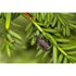 Obrázek z NEMATOP - brouk free (Steinernema carpocapsae) 2,5 mil. ks / bal., Picture 14