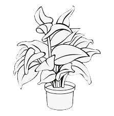 Obrázek kategorie Ochrana pokojových rostlin