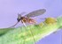 Obrázek z Aphidoletes aphidimyza - parazitická mšicomorka 100 ks / bal., Picture 2