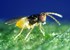 Obrázek z Encarsia formosa - parazitická vosička 200 ks / bal., Picture 3